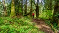 Woman hiking through the temperate rain forest of Kanaka Creek Regional Park Royalty Free Stock Photo