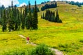 Woman hiking on Tod Mountain near the village of Sun Peaks in BC Canada Royalty Free Stock Photo