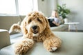 Woman with his Golden Labradoodle dog reading at home