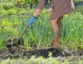 Woman hoeing weeds in the veggie patch