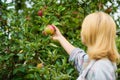 Woman hold apple garden background. Farm produce organic natural product. Girl rustic style gather apples harvest garden Royalty Free Stock Photo