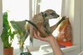 Woman hold meerkat on hand at home. Close-up hands and meerkat.