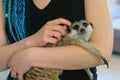 Woman hold meerkat on hands at home. Close-up hands and meerkat.