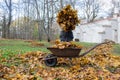 Woman hold pile of dry autumn leaves near barrow