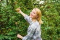 Woman hold ripe apple tree background. Farm producing organic eco friendly natural product. Girl gather apples harvest Royalty Free Stock Photo