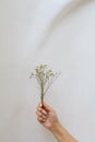 Woman hold white flower in her hand on a white background. Royalty Free Stock Photo