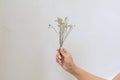 Woman hold white flower in her hand on a white background. Royalty Free Stock Photo