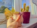 Woman holdig a Cup of autumn tea, coffee, and yellow dry leaves near a window, Royalty Free Stock Photo