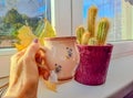 Woman holdig a Cup of autumn tea, coffee, and yellow dry leaves near a window, Royalty Free Stock Photo