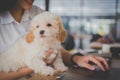 Woman holding adorable dog at cafe restaurant. female teenager s Royalty Free Stock Photo