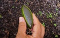 Woman holding aloe vera plant.