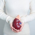 woman holding Anatomical human kidney Adrenal gland model. disease of Urinary system and Stones, Cancer, world kidney day, Chronic