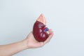 woman holding Anatomical human kidney Adrenal gland model. disease of Urinary system and Stones, Cancer, world kidney day, Chronic Royalty Free Stock Photo