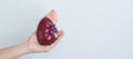 woman holding Anatomical human kidney Adrenal gland model. disease of Urinary system and Stones, Cancer, world kidney day, Chronic