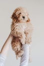 Woman holding baby toy poodle high. home, indoors, love and care for animals concept Royalty Free Stock Photo