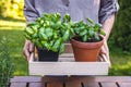Woman holding basil herb in pots in garden Royalty Free Stock Photo