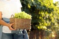 Woman holding basket with fresh ripe juicy grapes in vineyard Royalty Free Stock Photo