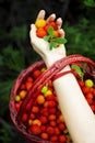 Woman holding a basket full of wild strawberries on a green backgrouÃÂ±nd Royalty Free Stock Photo
