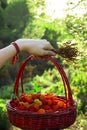 Woman holding a basket full of wild strawberries on a green backgrouÃÂ±nd Royalty Free Stock Photo