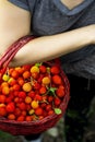 Woman holding a basket full of wild strawberries Royalty Free Stock Photo