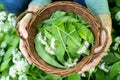 Close Up Of Woman Holding Basket Of Hand Picked Wild Garlic In Woodland