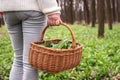 Woman holding basket with harvested wild garlic leaves in forest