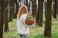 Woman holding basket with harvested wild garlic leaves in forest