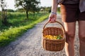 Woman holding basket with harvested yellow mirabelle plums on footpath Royalty Free Stock Photo