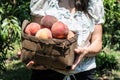 Woman holding basket with peaches in orchard. Royalty Free Stock Photo