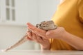 Woman holding bearded lizard indoors. Exotic pet Royalty Free Stock Photo