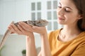 Woman holding bearded lizard indoors, closeup. Exotic pet Royalty Free Stock Photo