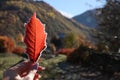 Woman holding beautiful autumn leaf covered with frost outdoors, top view. Space for text Royalty Free Stock Photo