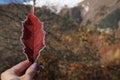 Woman holding beautiful autumn leaf covered with frost outdoors, top view. Space for text Royalty Free Stock Photo