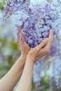 Woman holding beautiful bunch of wisteria flowers in her hands. Royalty Free Stock Photo