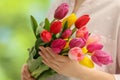 Woman holding beautiful colorful tulip flowers on blurred background, closeup Royalty Free Stock Photo