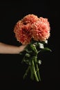 Woman holding beautiful coral dahlia flowers on black background, closeup Royalty Free Stock Photo