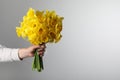 Woman holding beautiful daffodil bouquet on light grey background, closeup. Space for text Royalty Free Stock Photo