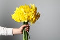 Woman holding beautiful daffodil bouquet on light grey background, closeup. Space for text Royalty Free Stock Photo