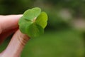 Woman holding beautiful green four leaf clover outdoors, closeup. Space for text Royalty Free Stock Photo