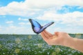 Woman holding beautiful morpho butterfly in blooming flax field, closeup. Bokeh effect