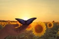 Woman holding beautiful morpho butterfly in sunflower field at sunset Royalty Free Stock Photo