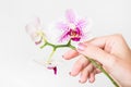 Woman holding beautiful orchid flowers in hand i Royalty Free Stock Photo