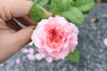 A woman holding a beautiful pastel orange roses in the garden, close up, spring, bloom, blossom, rose  in green leaves bac Royalty Free Stock Photo