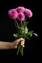 Woman holding beautiful violet dahlia flowers on black background, closeup Royalty Free Stock Photo