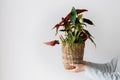 Woman holding begonia maculata or polka dot begonia in flower pot. Houseplant in hands on white background