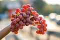 A woman holding big cluster of red juicy grapes in her hand Royalty Free Stock Photo