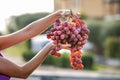 A woman holding big cluster of red juicy grapes in her hand