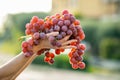 A woman holding big cluster of red juicy grapes in her hand Royalty Free Stock Photo