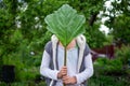 Woman holding big green rhubarb leaf standing in garden. She is hiding her face. Royalty Free Stock Photo
