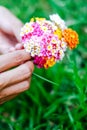 Woman holding a bouquet of latana flowers in her hands. Summer wild flowers Royalty Free Stock Photo